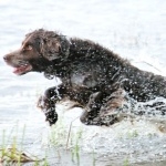 Saint-Usuge Spaniel breed