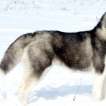 Sakhalin Husky pics