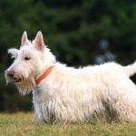 Scottish Terrier pics