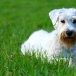 Sealyham Terrier photo