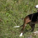 Serbian Tricolour Hound wallpapers for desktop