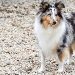 Shetland Sheepdog widescreen