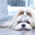 Shih Tzu full hd