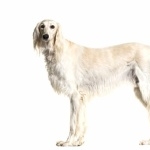 Silken Windhound new wallpapers