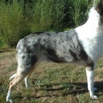 Smooth Collie cute