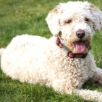 Spanish Water Dog cute