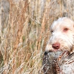 Spinone Italiano hd photos