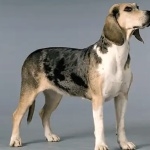 Styrian Coarse-haired Hound photo