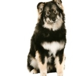 Swedish Lapphund images