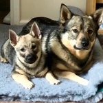 Swedish Vallhund 1080p