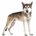 Tamaskan Dog images