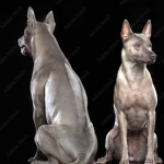 Thai Ridgeback 1080p