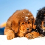 Tibetan Mastiff new wallpapers