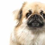 Tibetan Spaniel images