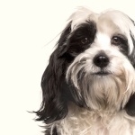 Tibetan Terrier wallpaper