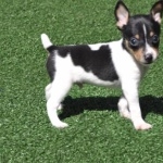 Toy Fox Terrier full hd