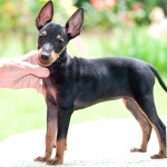 Toy Manchester Terrier new wallpapers