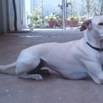 Vanjari Hound new photos