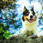 Welsh Sheepdog download wallpaper