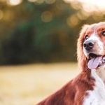 Welsh Springer Spaniel desktop wallpaper