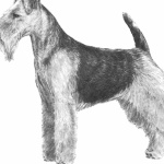 Welsh Terrier new photos