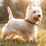 West Highland White Terrier hd