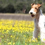 Wire Fox Terrier cute