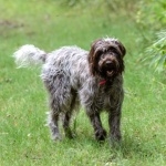 Wirehaired Pointing Griffon photo