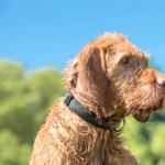 Wirehaired Vizsla images