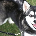 Alaskan Klee Kai high definition wallpapers