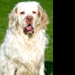 Alpine Spaniel widescreen