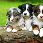 Australian Shepherd desktop wallpaper