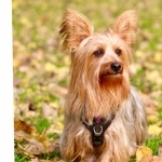 Australian Silky Terrier high definition wallpapers