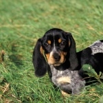 Basset Bleu de Gascogne free