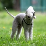 Bedlington Terrier free wallpapers