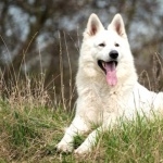 Berger Blanc Suisse download