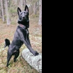 Black Norwegian Elkhound images