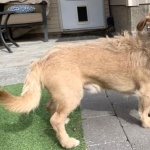 Border Terrier widescreen