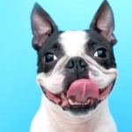 Boston Terrier free