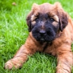 Briard free wallpapers