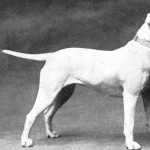 Bull Terrier free download