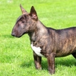 Bull Terrier (Miniature) image