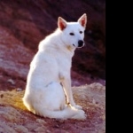 Canaan Dog image