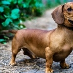 Dachshund widescreen