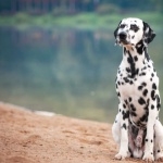 Dalmatian breed high definition wallpapers