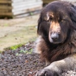 Estrela Mountain Dog photos