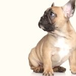 French Bulldog wallpaper