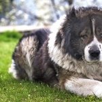 Georgian Shepherd Dog free wallpapers