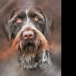 German Longhaired Pointer wallpapers hd