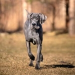 Great Dane pic